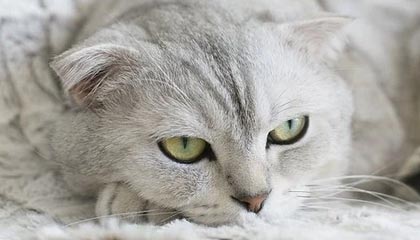 世界杯实时赔率查询-【中超】十人苏宁加时破门 总比分3比2上港进决赛