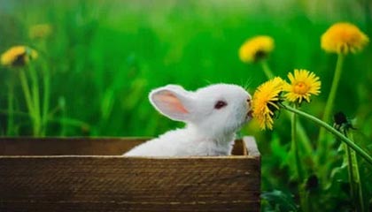 世界杯实时赔率查询-国安“二马”组合掌舵新赛季